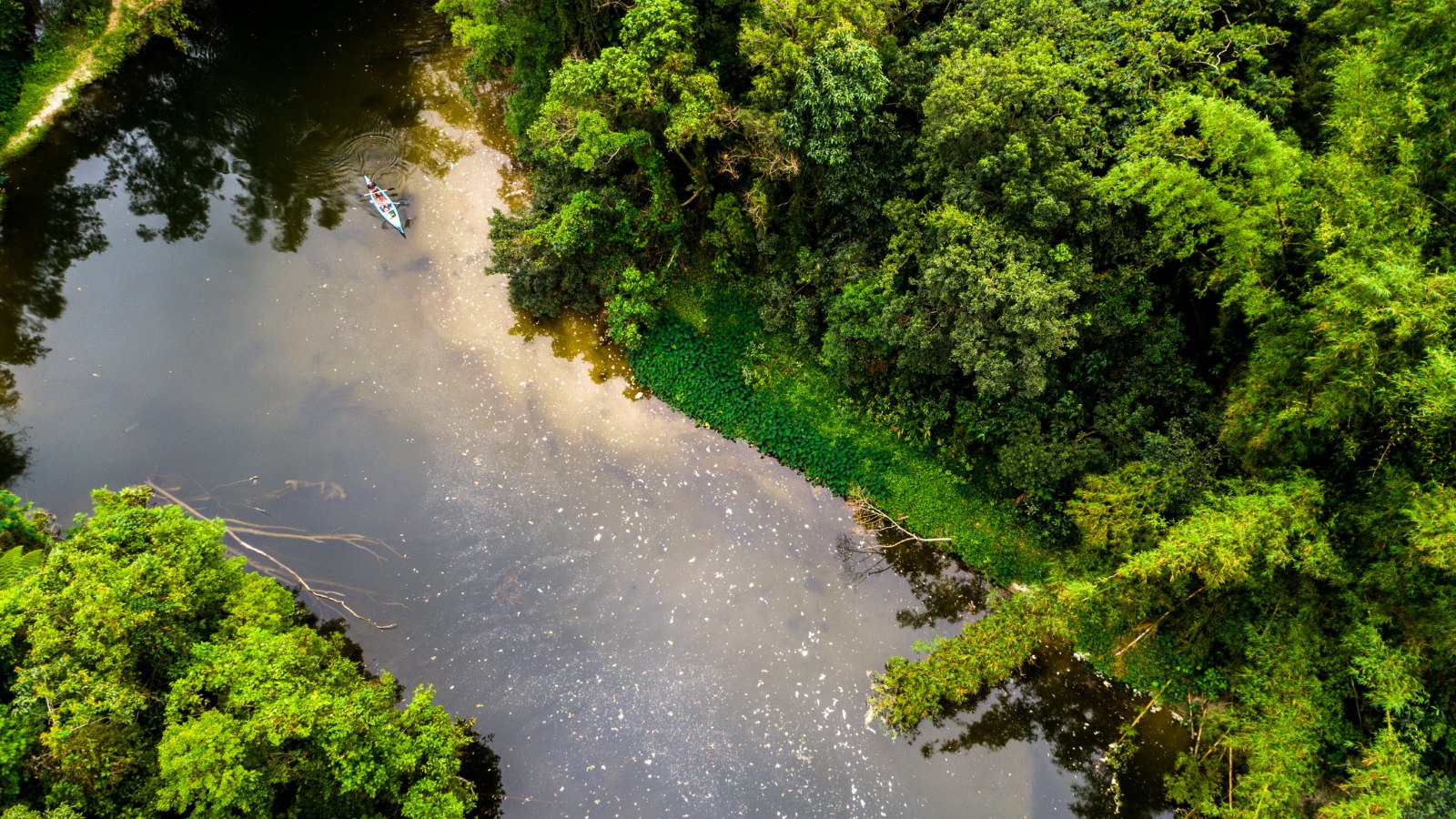Unlocking Blockchain Solutions to Protect Latin America's Biodiversity