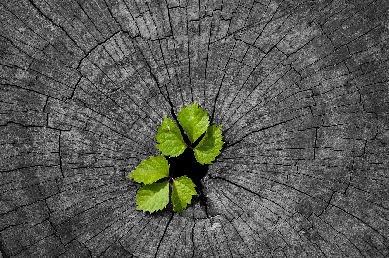 Web3 Regenerative Finance (ReFi) Explained